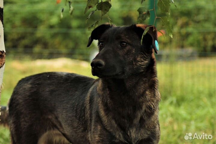 Собака, мирная Мира