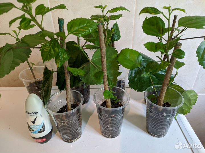 Гибискусы на подвои