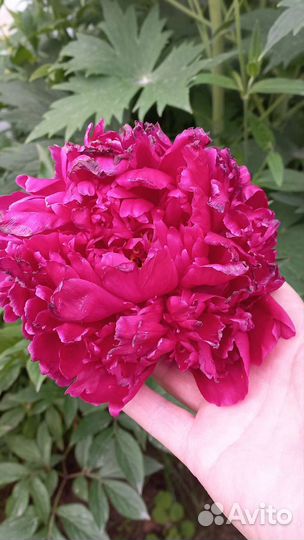 Пионы саженцы