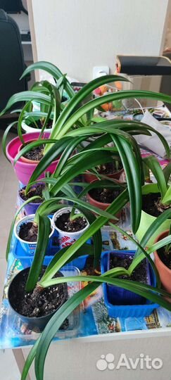 Гиппиаструм