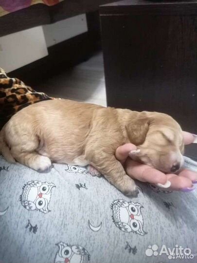 Щенки спаниель