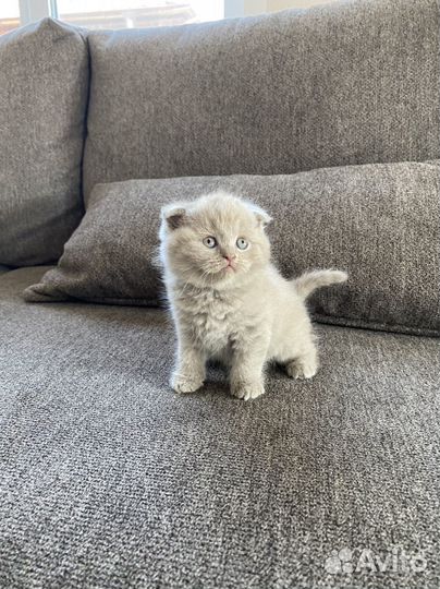 Шотландские котятки