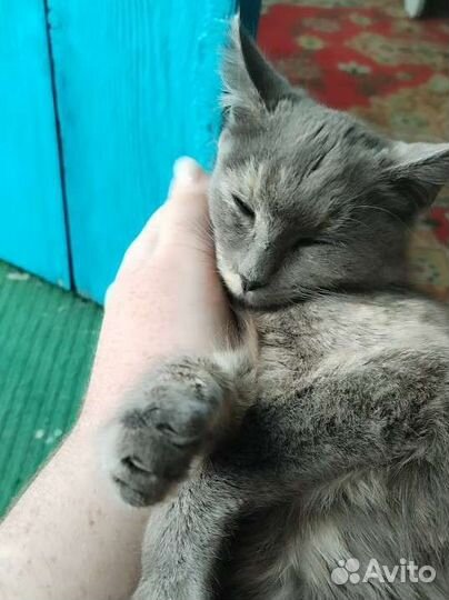 SOS - Кошечка ищет дом