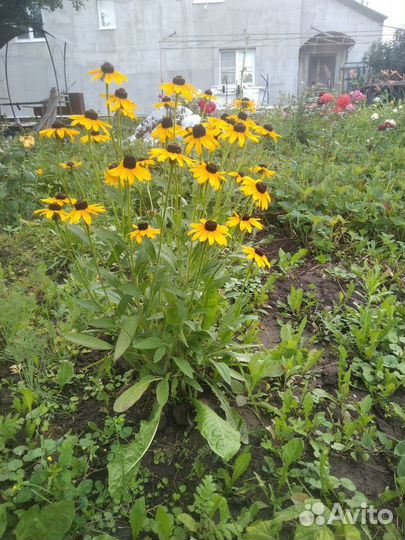 Рудбекия, многолетние цветы