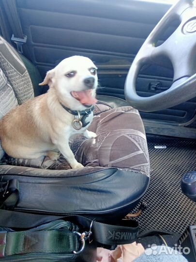 Отдам собачку на передержку на 10 дней