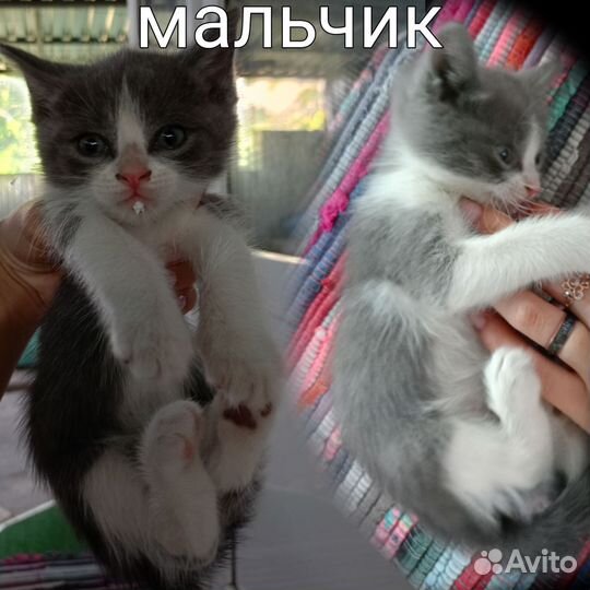 Котята в добрые руки бесплатно