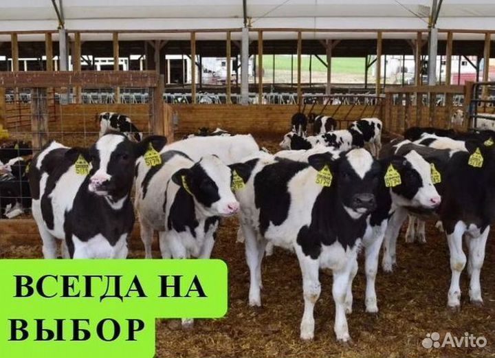 Телята бычки на откорм