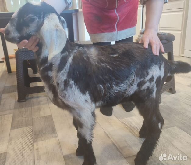 Англо нубийский козлик