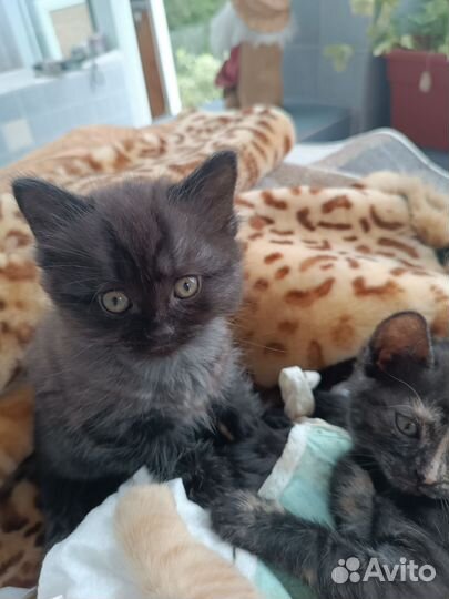 Кошка в дар