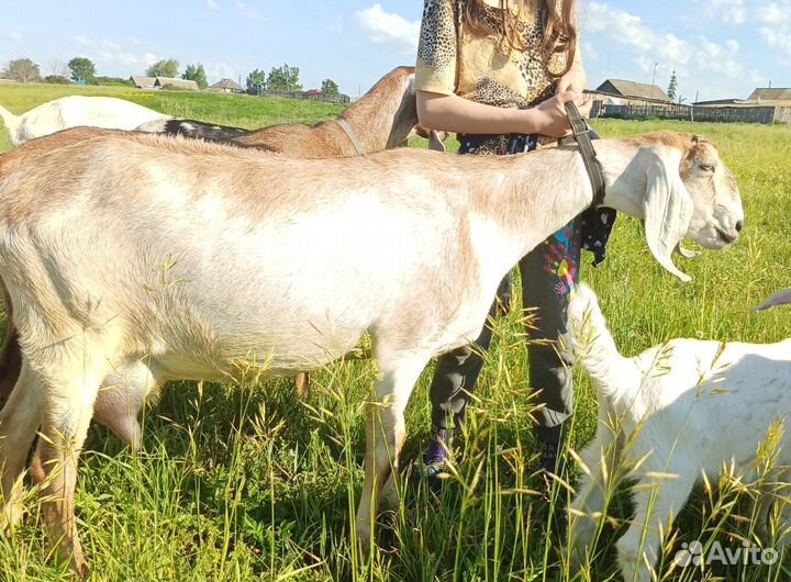 Продам дойных коз