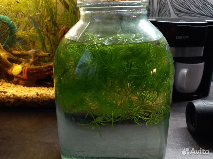 Малёк молинезии и гупи,улитки,растительность