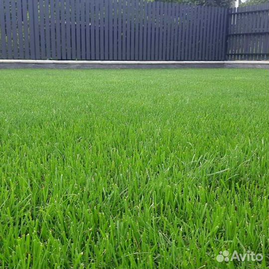 Рулонный газон