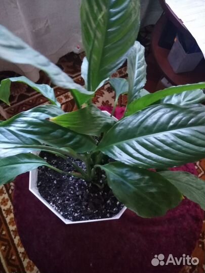 Спатифиллум