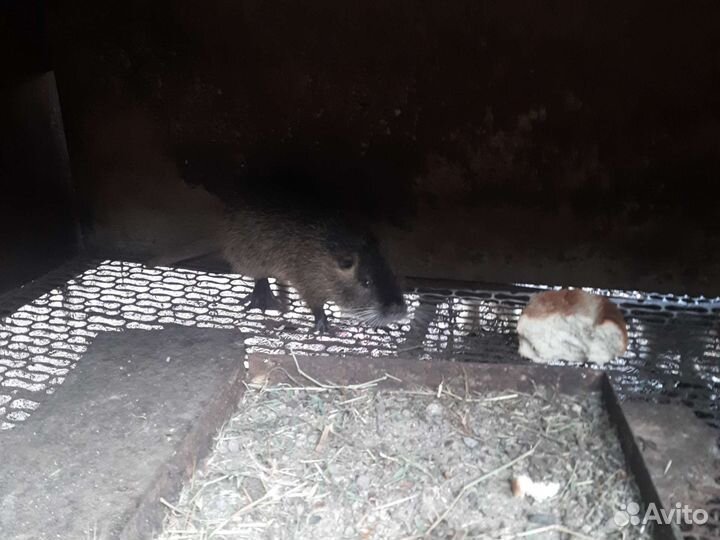 Нутрии
