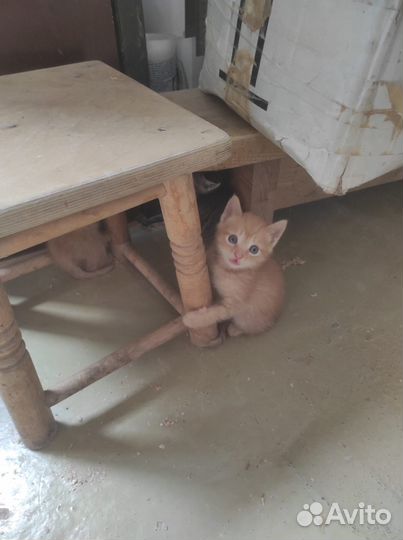 Милые котята