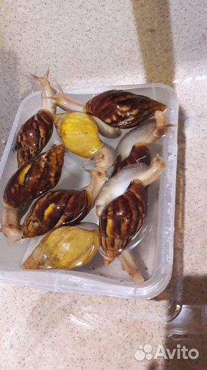 Улитки Ахатины