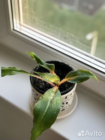 Хлорофитум грин оранж