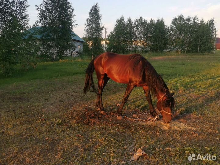 Лошадь жеребец