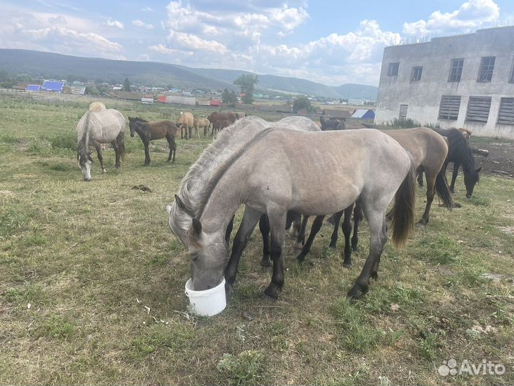 Продажа лошадей