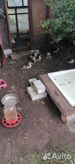 Индоутята. Месячные