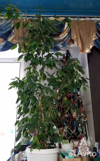 Цветок комнатный бенджамин