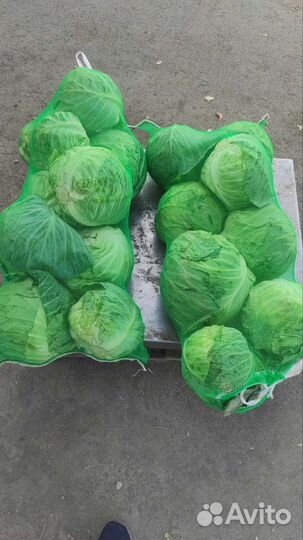 Овощи морковь, свекла, картофель, капуста, лук