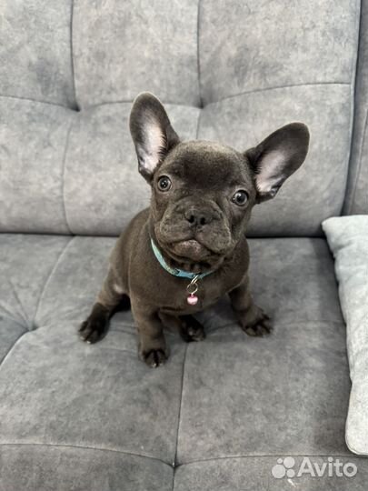 Французский бульдог щенки голубой