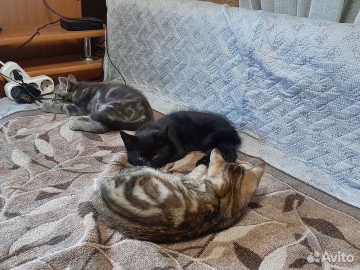 Британские котята