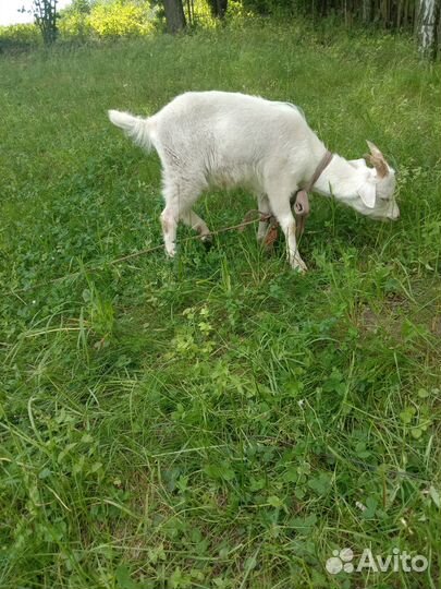 Козлята,козы