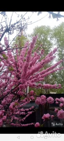 Сакура махровая 1-1,5метра