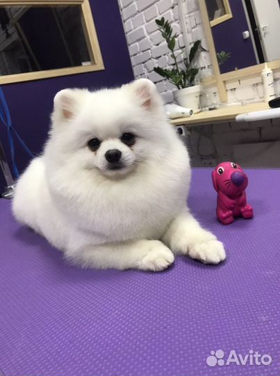 Груминг Йорк, шпиц, экспресс-линька, мальтипу