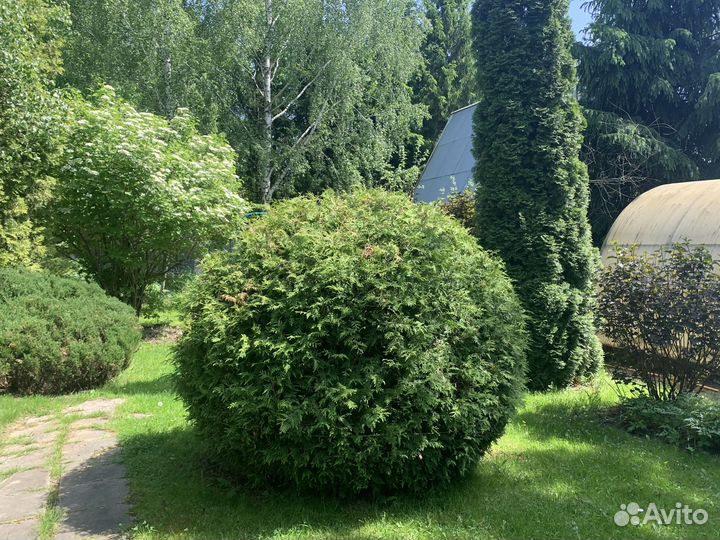 Саженцы туи шаровидной и обыкновенной