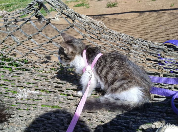 Котёнок в добрые руки
