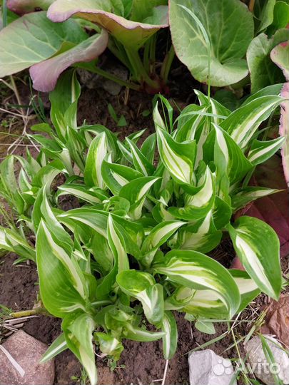 Многолетние растения для сада