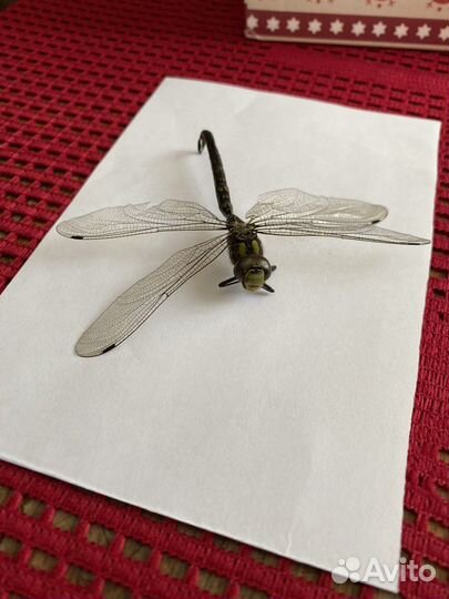 Стрекоза сушеная для поделок
