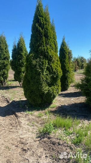 Смарагд 3-3,5 m