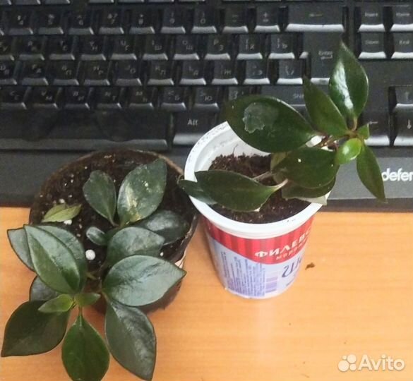 Гипоцирта (наманантус)