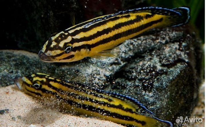 Рыбки для видового аквариума