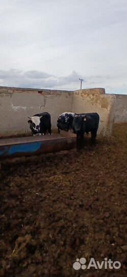 Бычки на откорм