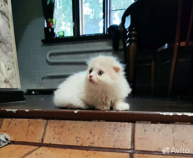 Шотландский котёнок