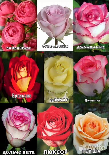 Саженцы Роз разных сортов (Розница)