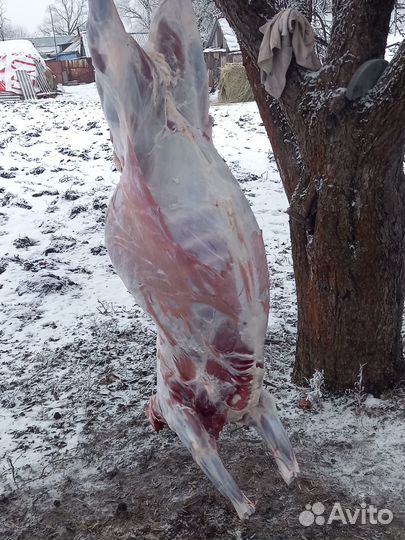 Овцы,бараны на мясо(дорпера)