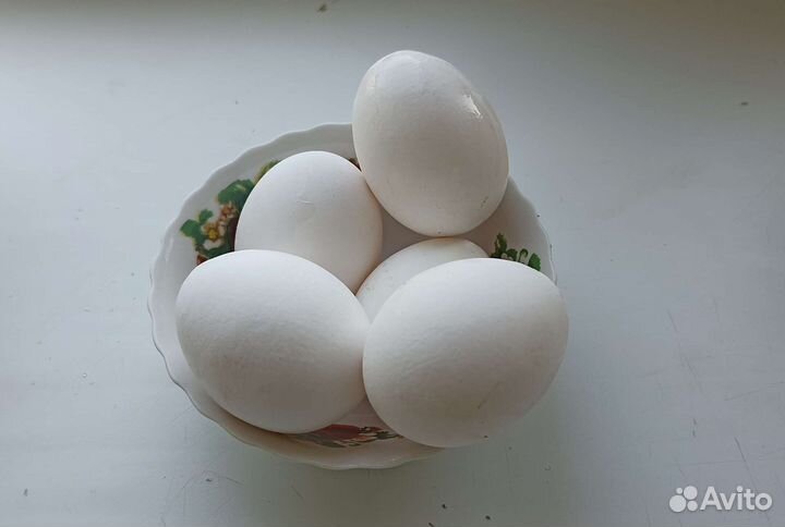 Инкубационное яйцо леггорн