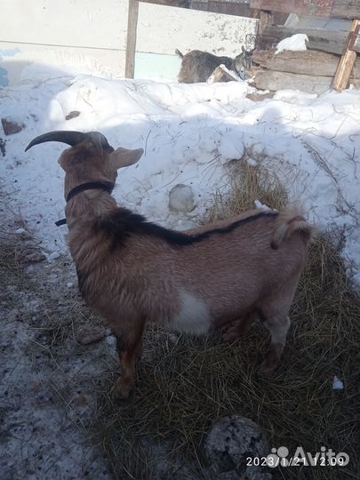 Козел на вязку