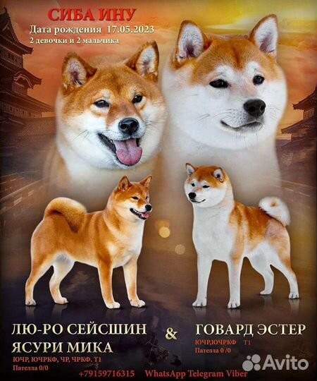 Шиба сиба ину