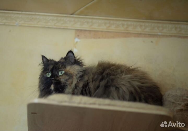 Кошка