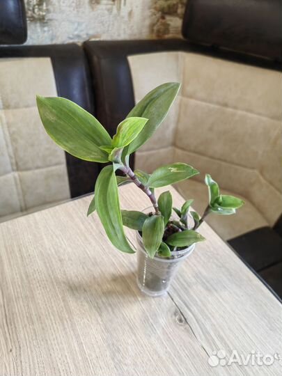 Комнатные цветы Разные Обновлен 13/10