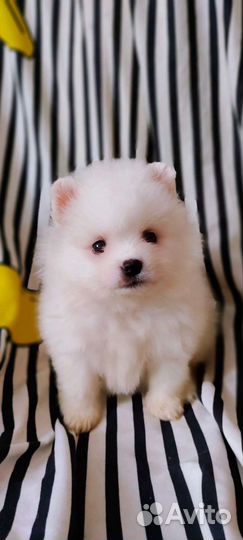 Померанский шпиц шикарные медвежата