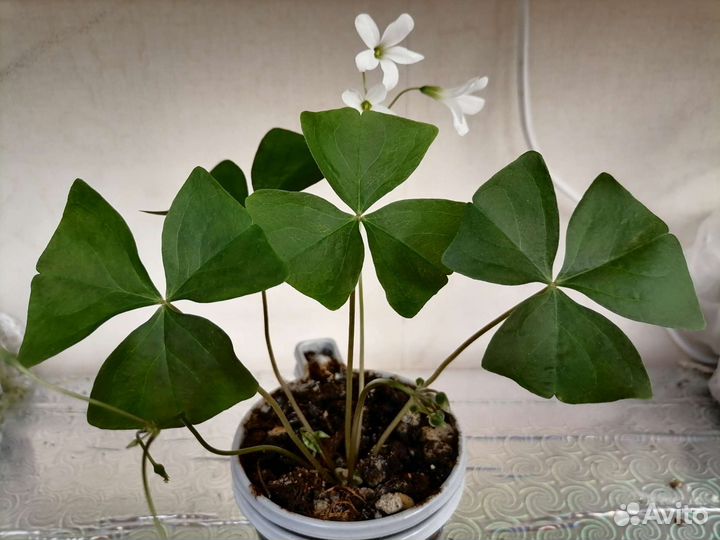 Оксалис кислица. Герань/Пеларгония.Кливия