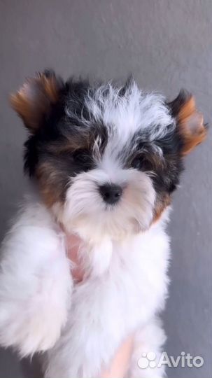 Мальчик бивер